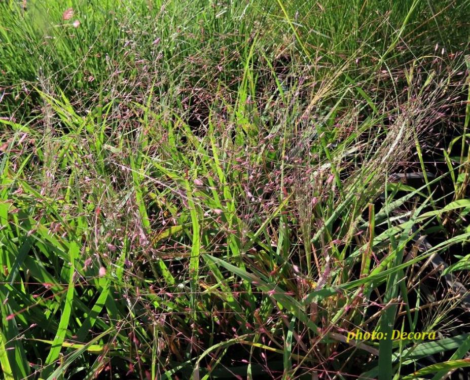Eragrostis spectabilis 'Purpurflirren' (čupavka)