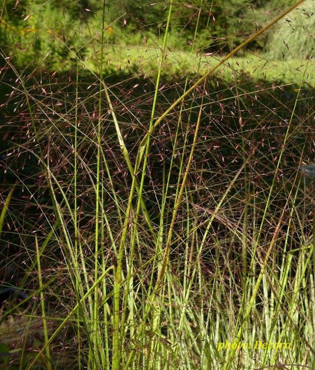 Eragrostis spectabilis (čupavka)