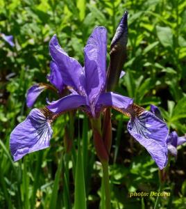Iris sibirica 'Caesar's Brother' (sibirska perunika)