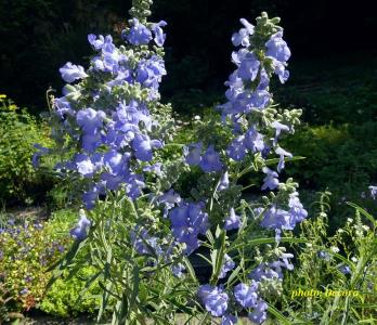 Salvia azurea (kadulja)